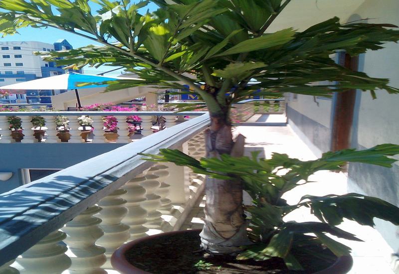 Hotel Mazatlán Kültér fotó